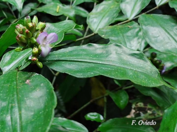 Dichorisandra amabilis