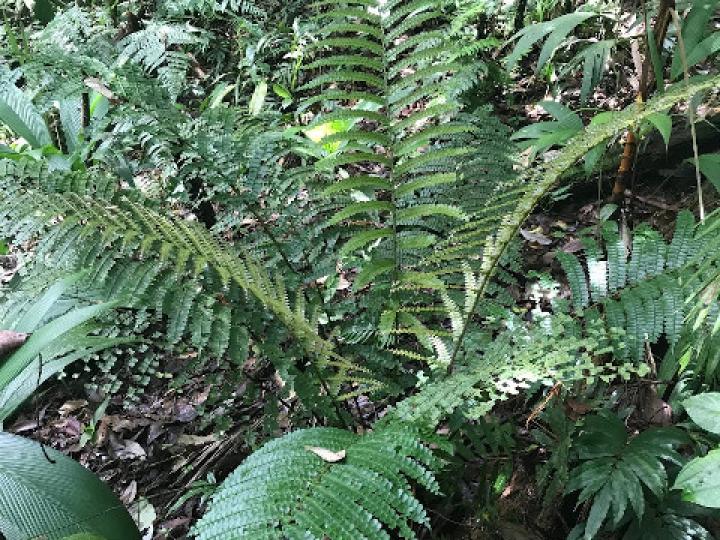 Didymochlaena truncatula