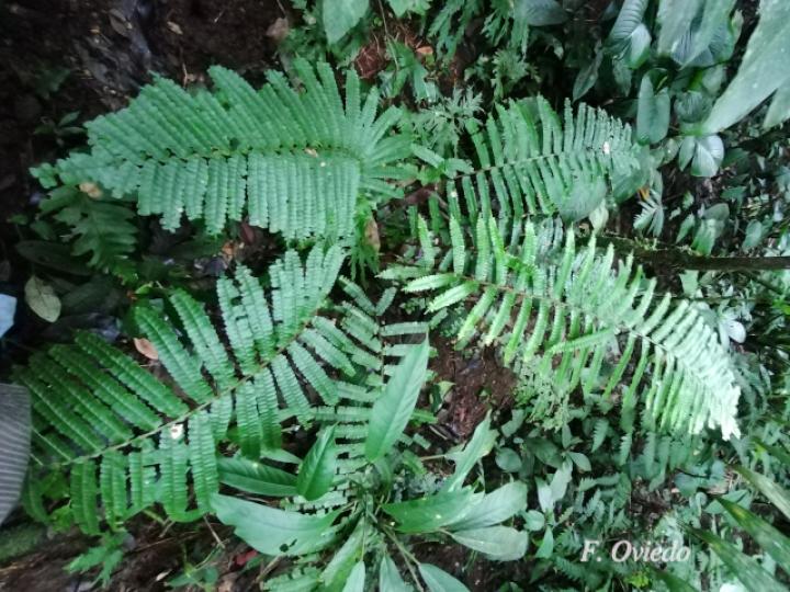 Didymochlaena truncatula