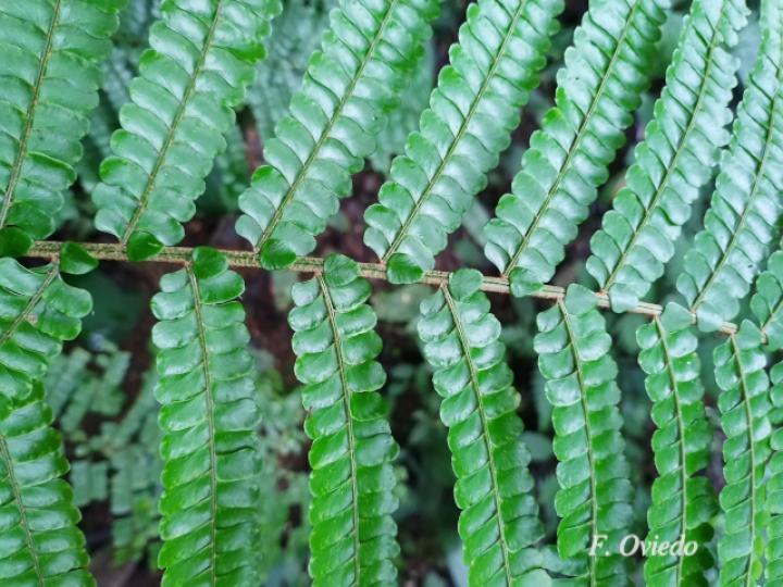 Didymochlaena truncatula