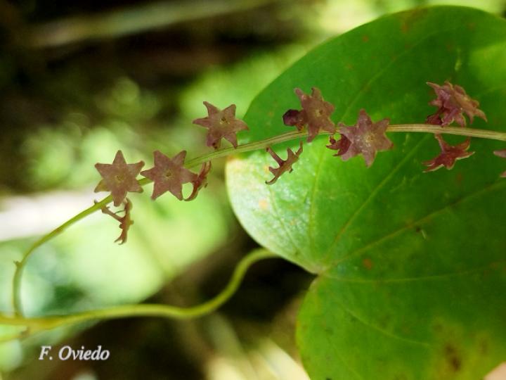 Dioscorea racemosa