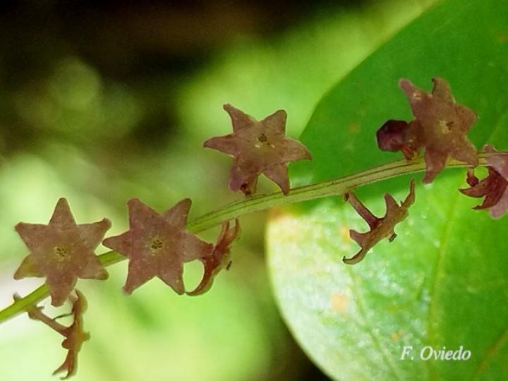 Dioscorea racemosa