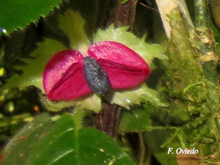 Drymonia pilífera