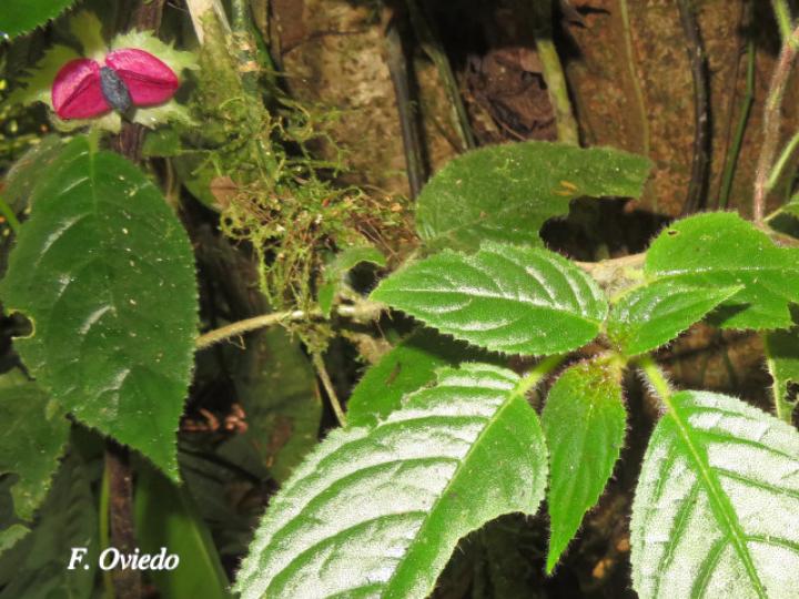 Drymonia pilífera
