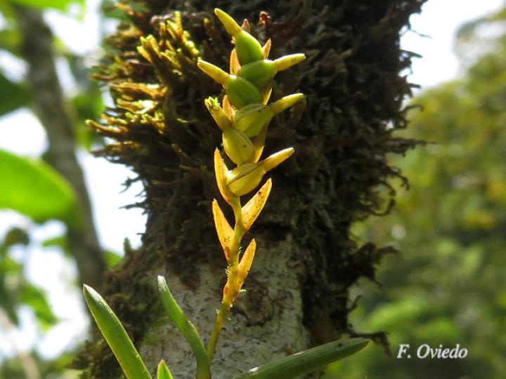 Epidendrum paranthicum