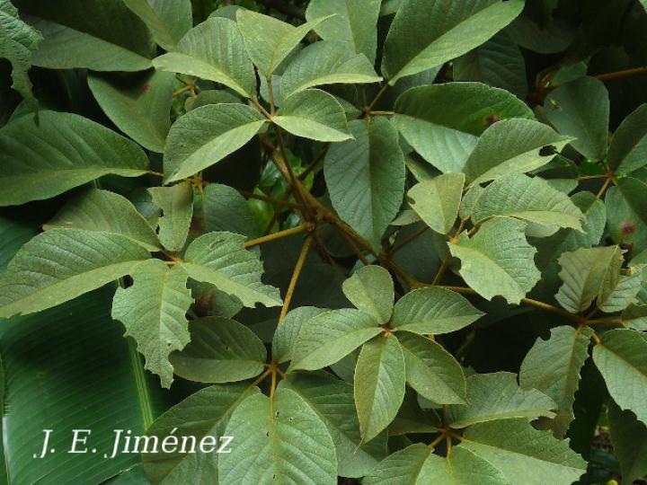 Handroanthus ochraceus (Cortez amarillo)