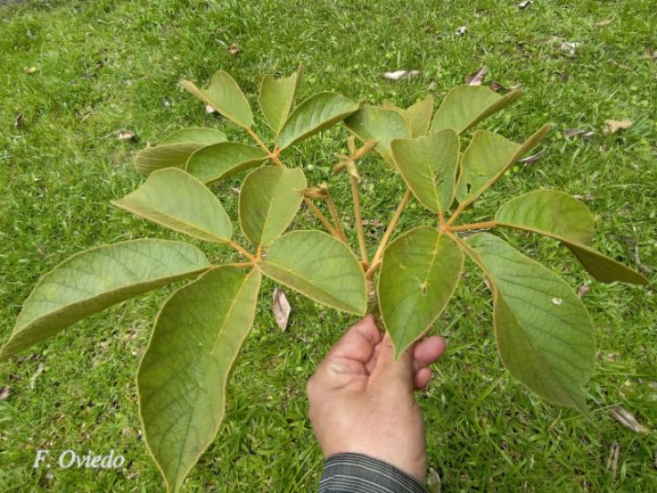Handroanthus ochraceus (Cortez amarillo)
