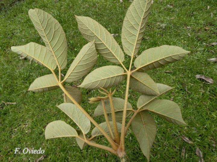 Handroanthus ochraceus (Cortez amarillo)