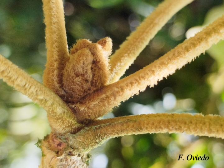 Handroanthus ochraceus (Cortez amarillo)