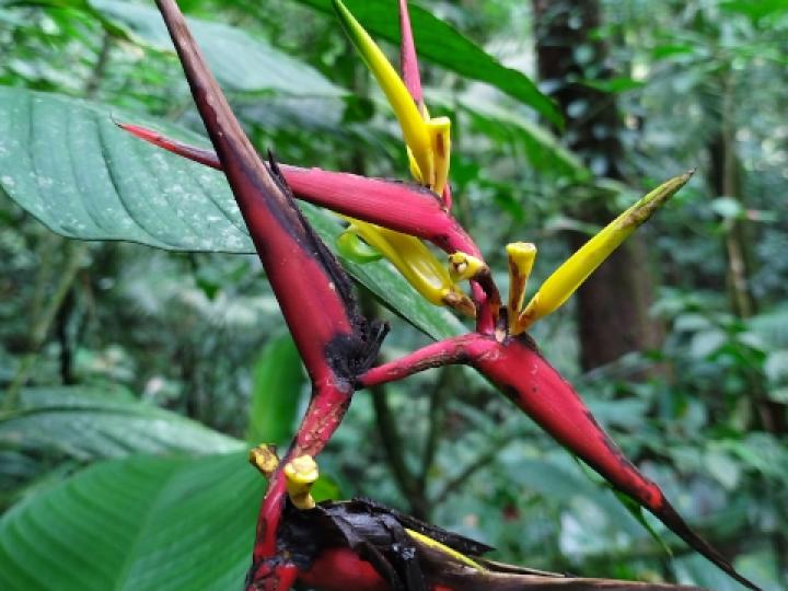 Heliconia vaginalis