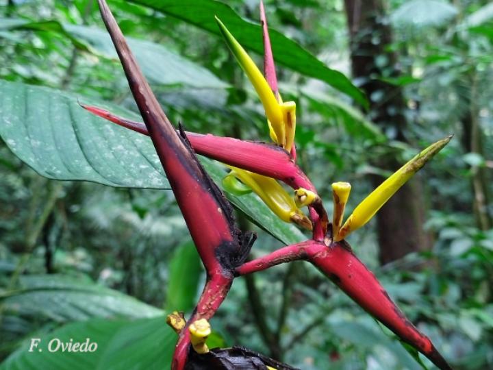 Heliconia vaginalis