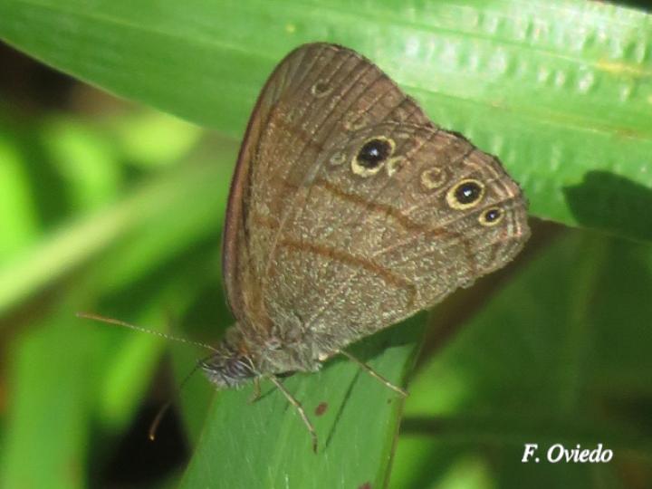 Hermeuptychia hermes (Sátira de Hermes)