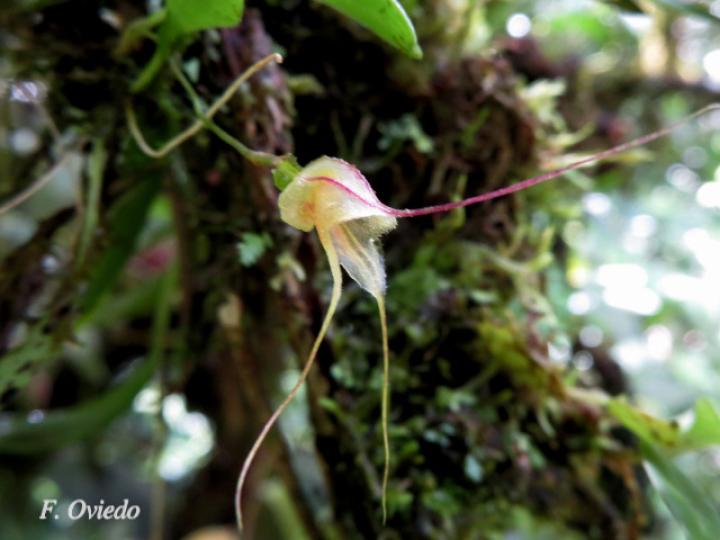 Masdevallia nidifica