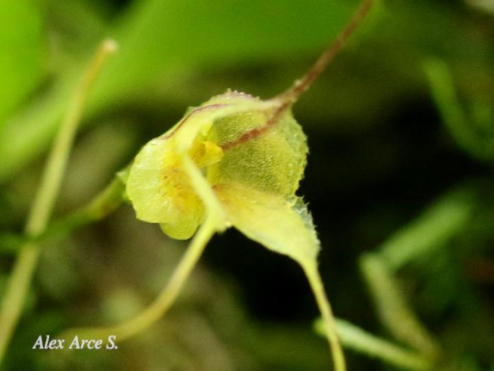 Masdevallia nidifica