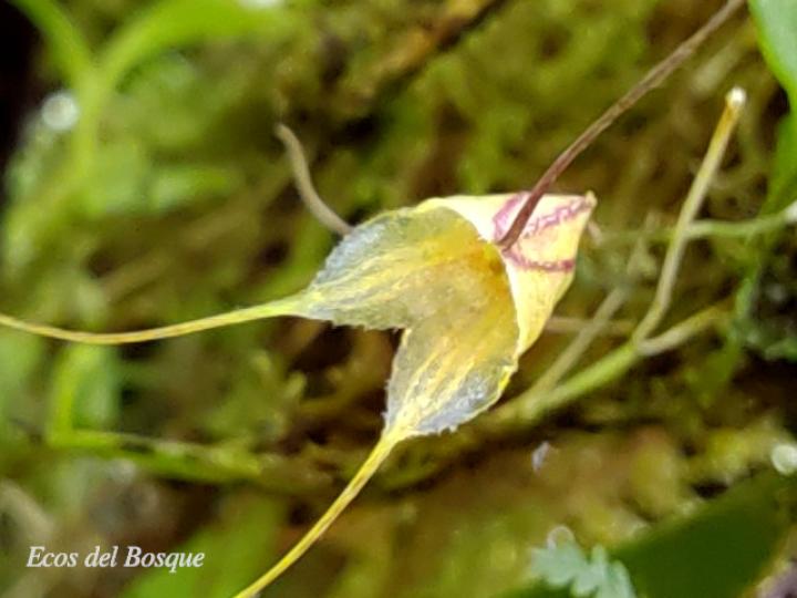 Masdevallia nidifica