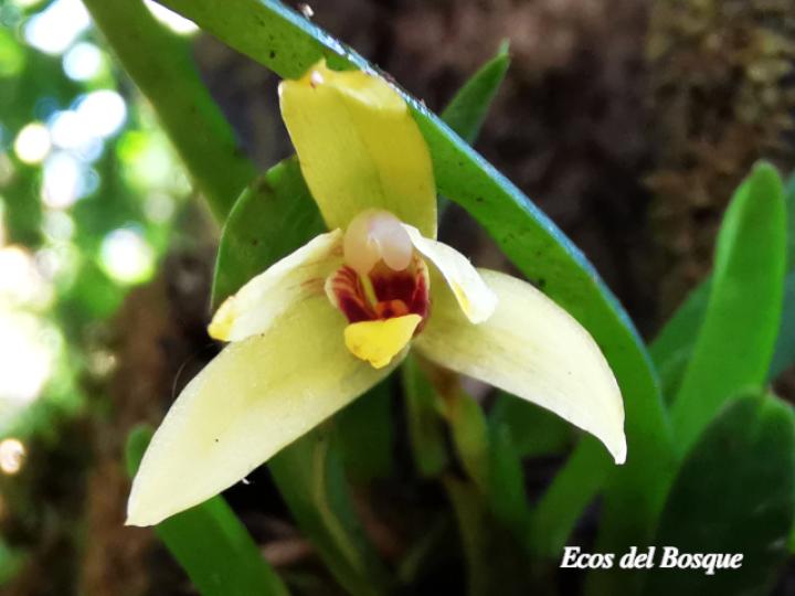 Maxillaria brachybulbon