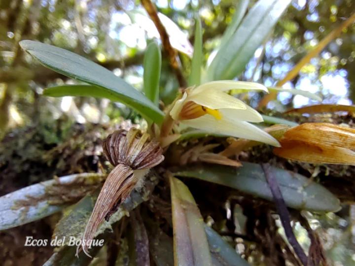Maxillaria brachybulbon