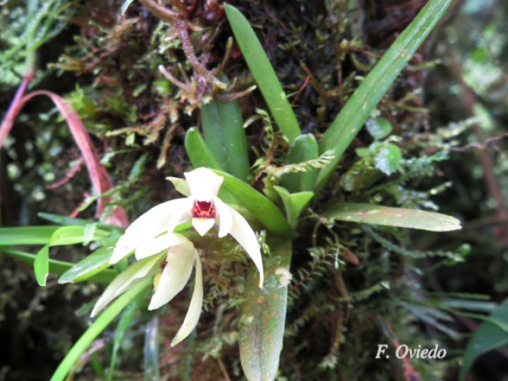 Maxillaria brachybulbon
