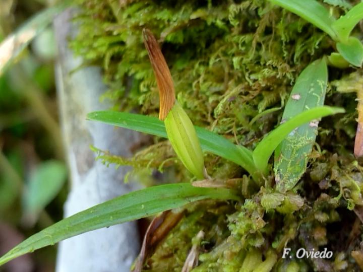 Maxillaria brachybulbon