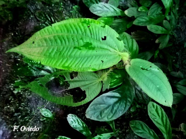 Miconia formicosetosa
