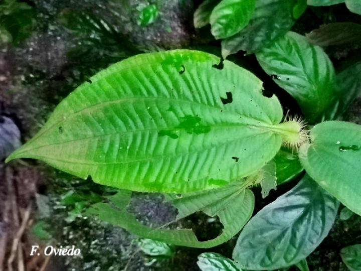 Miconia formicosetosa