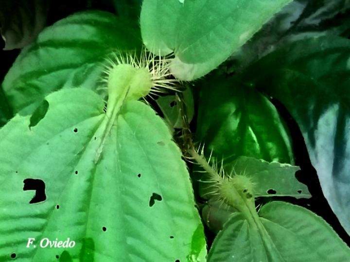 Miconia formicosetosa