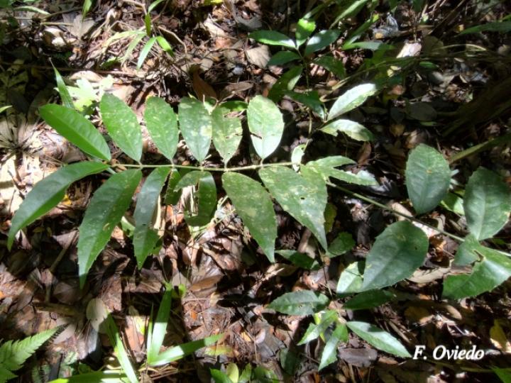 Mollinedia viridiflora