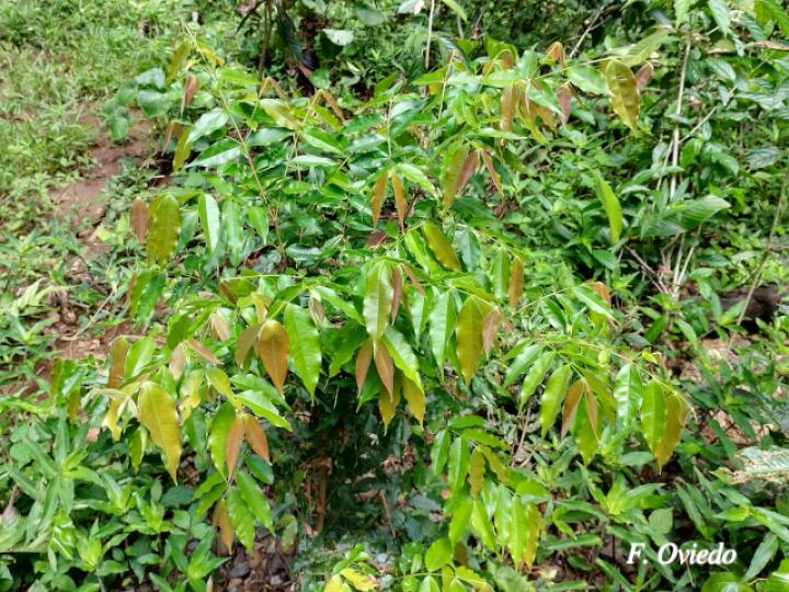 Myrcia splendens (Murta)