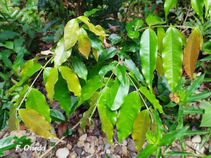 Myrcia splendens (Murta)