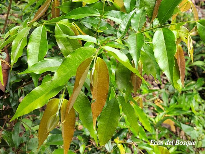 Myrcia splendens (Murta)