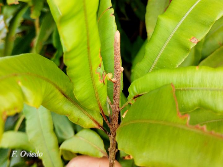 Oleandra articulata