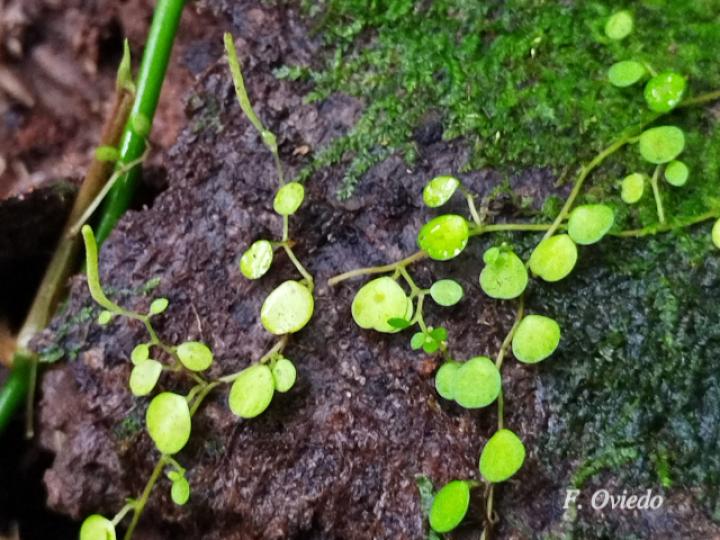 Peperomia rotundifolia