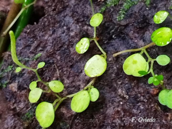 Peperomia rotundifolia