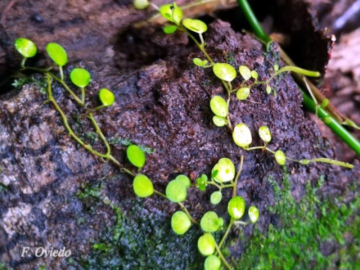 Peperomia rotundifolia