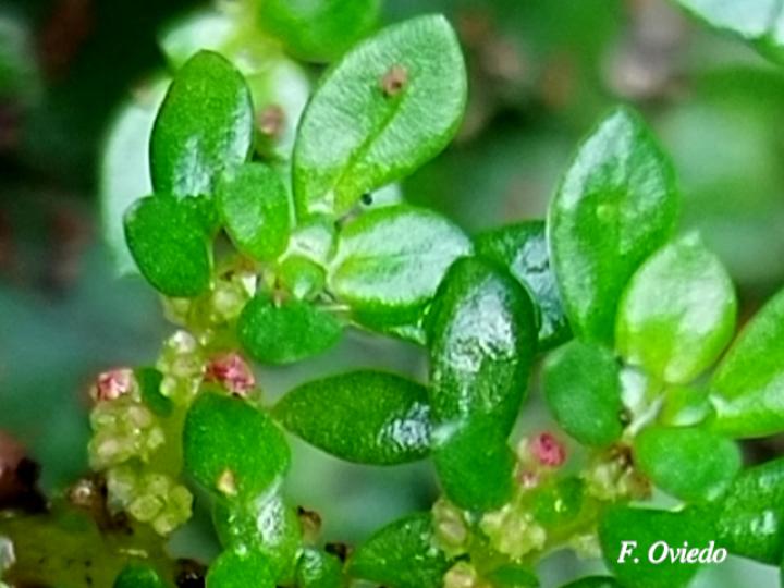 Pilea microphylla