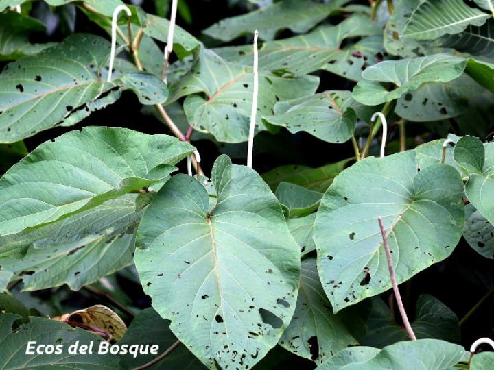 Piper auritum (Anisillo, Estrellón)