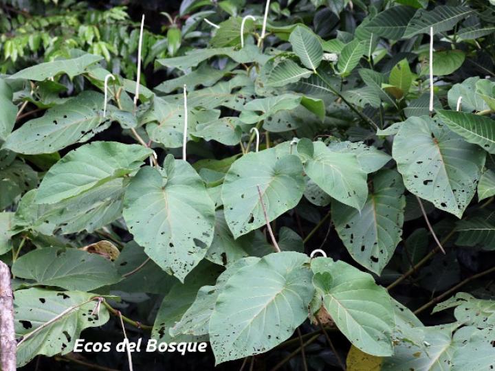 Piper auritum (Anisillo, Estrellón)