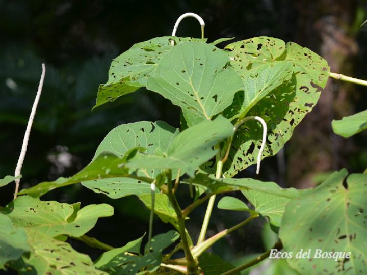 Piper auritum (Anisillo, Estrellón)