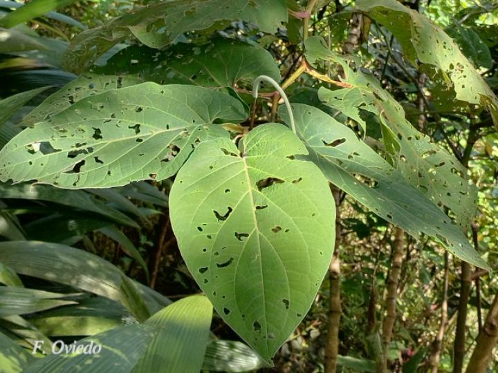 Piper auritum (Anisillo, Estrellón)