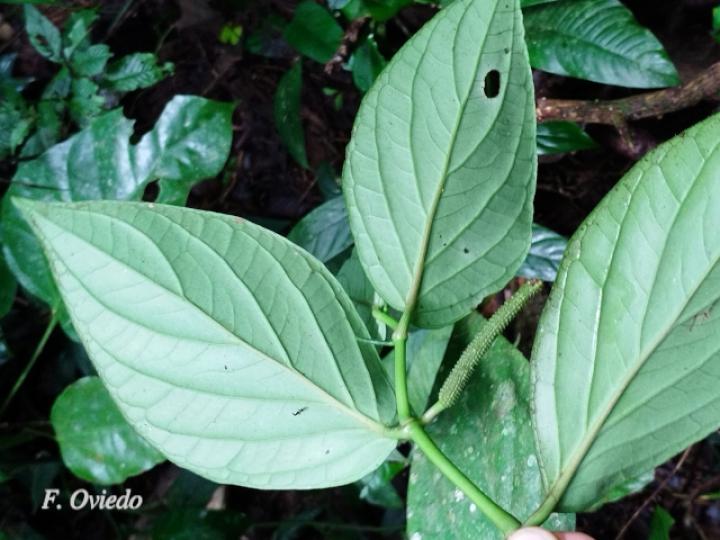 Piper nudifolium