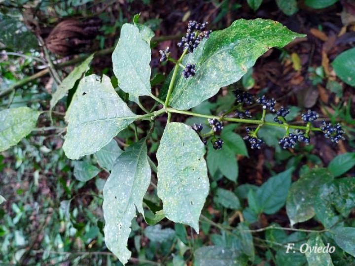 Psychotria brachiata