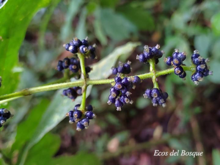  Psychotria brachiata