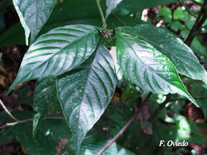 Psychotria hoffmannseggiana