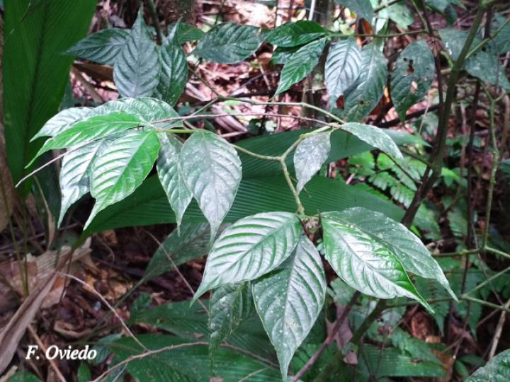 Psychotria hoffmannseggiana