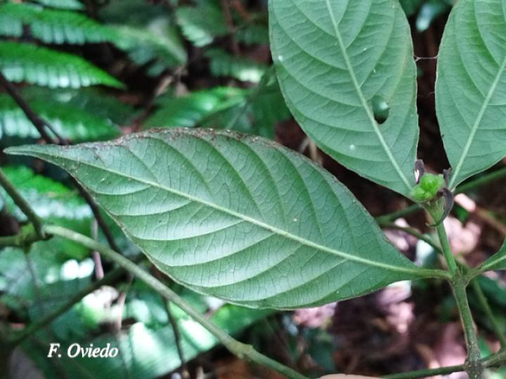 Psychotria hoffmannseggiana