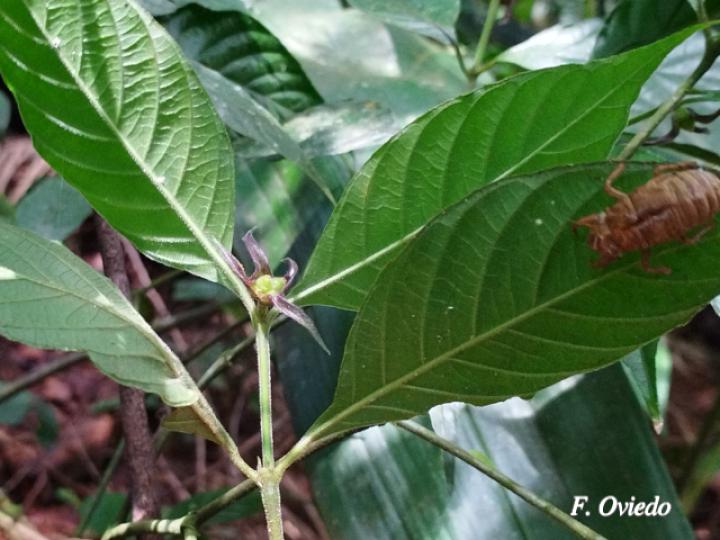 Psychotria hoffmannseggiana
