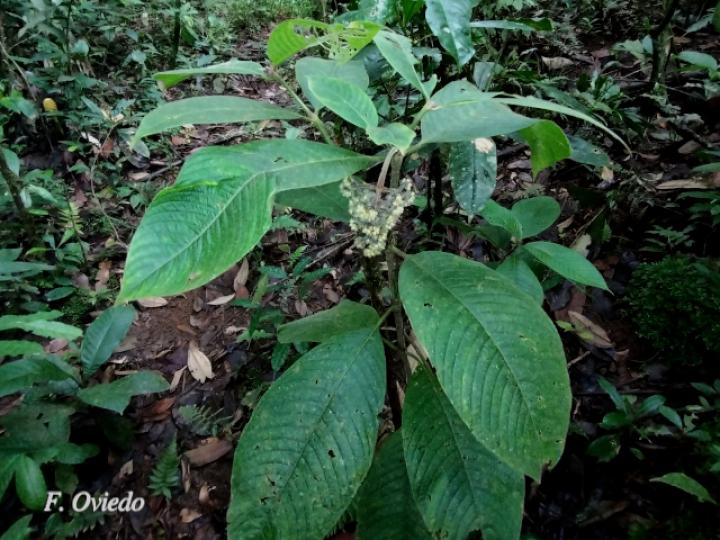 Psychotria pilosa