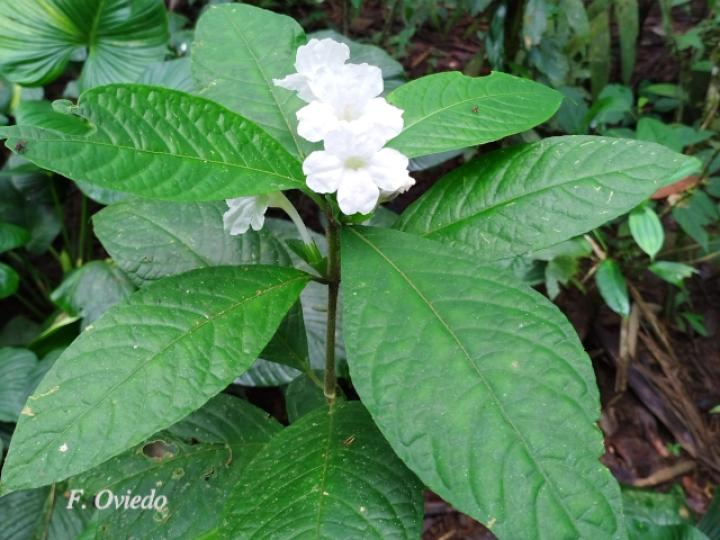 Ruellia palustris (Costilla de vaca)