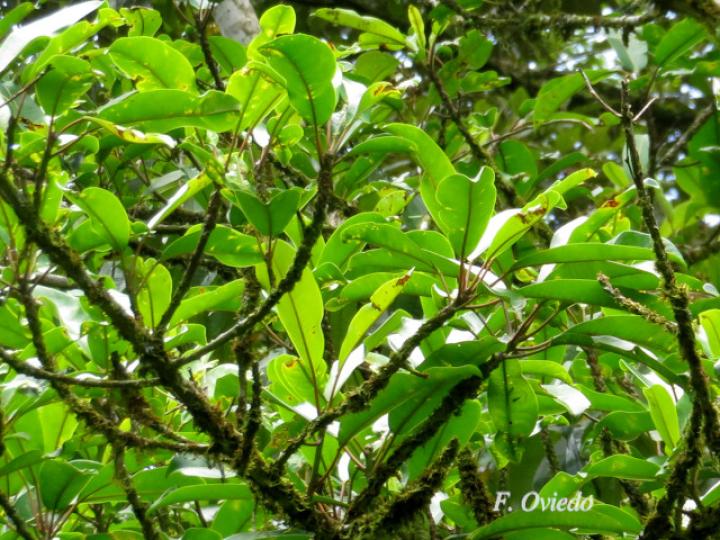 Sapium pachystachys