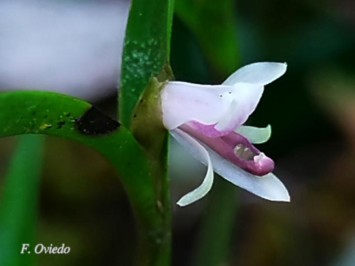 Scaphyglottis prolifera